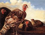 Aelbert Cuyp Domestic Fowl painting